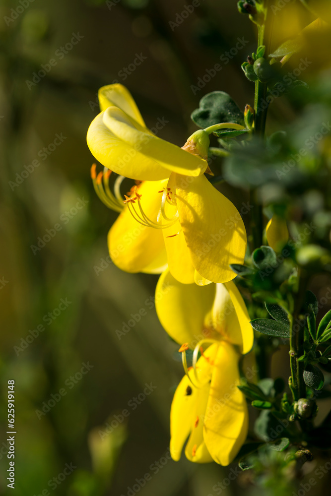 Fotografie Ginsterstrauch während der Blüte