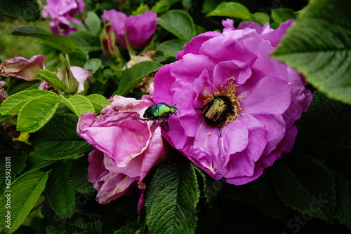 Принти на полотні Green rose chafer bettle on a rose flower in July