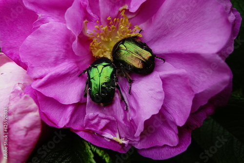 Canvas-taulu Green rose chafer bettle on a rose flower in July