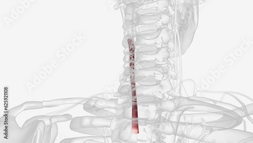 The left common carotid artery arises from the aortic arch within the superior mediastinum . photo