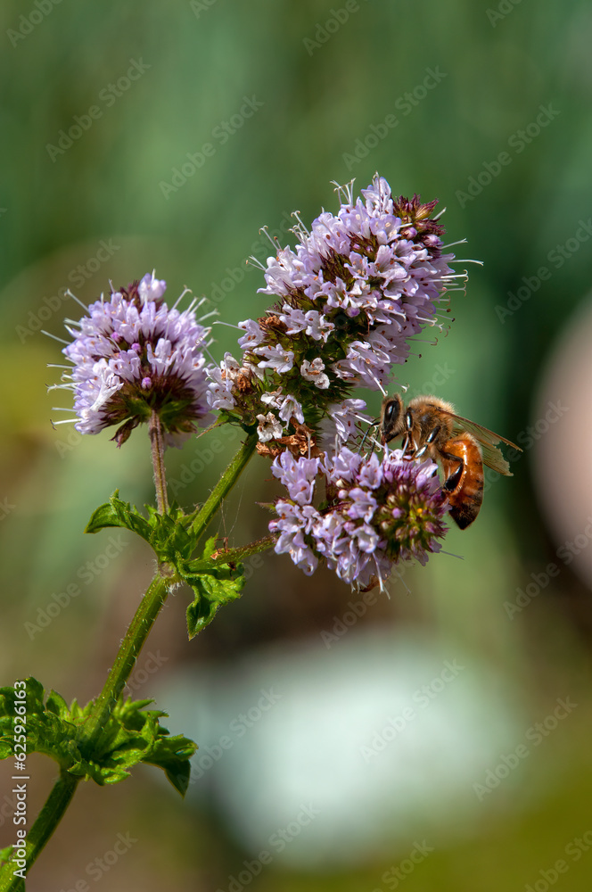 Sydney Australia, bee on purple mentha x piperita vulgaris or peppermint flower head Sydney Australia, bee on purple mentha x piperita vulgaris or peppermint flower head