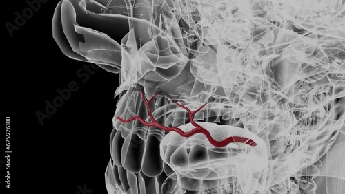 The superior labial artery (superior labial branch of facial artery) is larger and more egregious than the inferior labial artery . photo