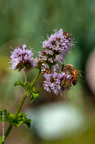 Sydney Australia, bee on purple mentha x piperita vulgaris or peppermint flower head © KarinD