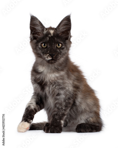 Maine coon tortie kitten, sitting facing front, one paw slightly lifted. Looking straight at camera, isolated on a white background