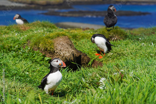 Atlantic puffins on the isle of Lunga in Scotland. The puffins breed on Lunga, a small island of the coast of Mull.