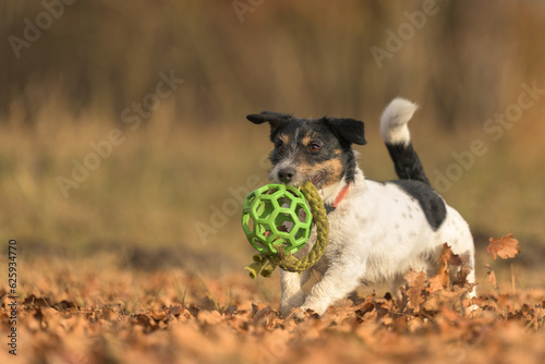 in autums, a cute little Jack Russell Terrier dog running fast and with joy across a meadow with a grid ball in his mouth. photo