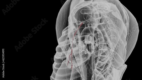 The lateral thoracic artery supplies the axillary lymph nodes, serratus anterior, pectoralis major, pectoralis minor and subscapularis muscles . photo