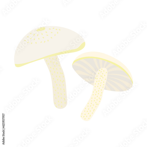 ウコンガサ。フラットなベクターイラスト。
Hygrophorus chrysodon. Flat designed vector illustration.