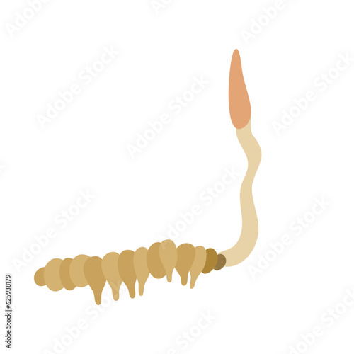シネンシストウチュウカソウ。フラットなベクターイラスト。
Cordyceps sinensis (caterpillar fungus). Flat designed vector illustration.