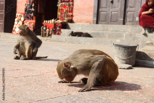Monkey trying to eat grains directly from floor, portrait of cute monkey, monkey in appearing like bowing down in front of god photo