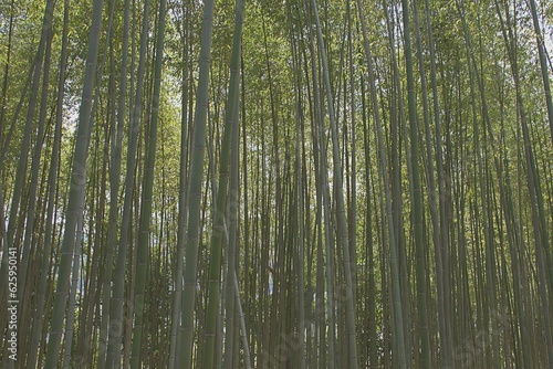 green bamboo forest