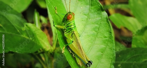 A Patanga grasshopper with a light brown body and long face clings to a green leaf.