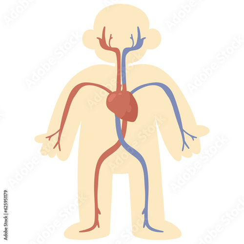 Valokuva internal organ systems body blood system cartoon anatomy body chart for kids cli
