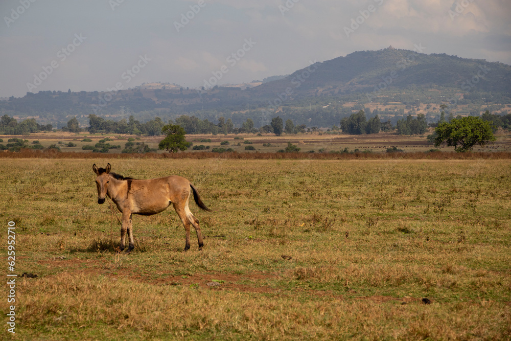 African Donkey Standing in an Open Field African Donkey Standing in an Open Field