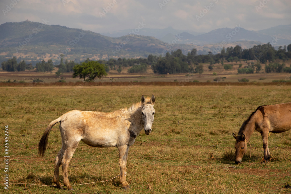 Obraz premium African Mule Standing in an Open Field