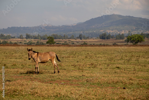 African Donkey Standing in an Open Field