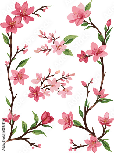 Watercolor illustration of cherry blossoms   A set of components  vector 