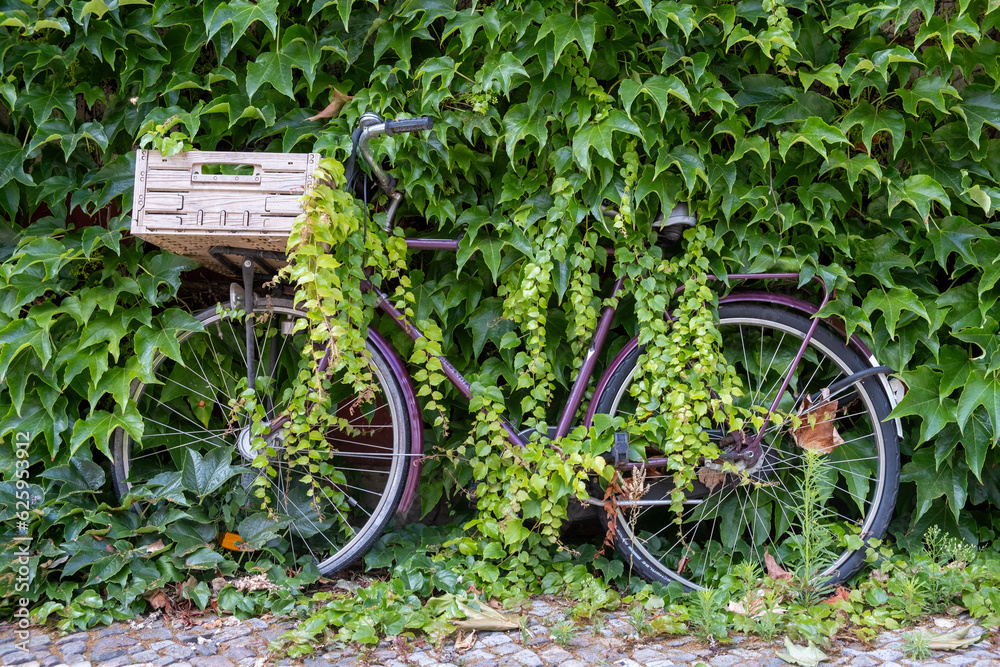 Bicycle overgrown by vines