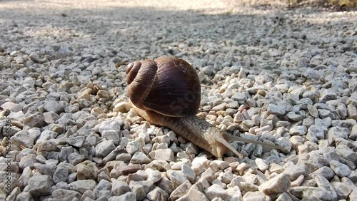 langsam kriechende Weinbergschnecke - Schneckenhaus, Fühler, Zeitlupe, gemächlich, bedächtig photo