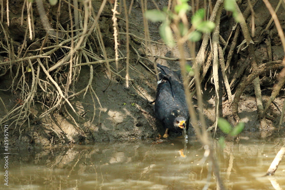 Common black hawk on the riverbank of the Tarcoles river, costa rica Common black hawk on the riverbank of the Tarcoles river, costa rica