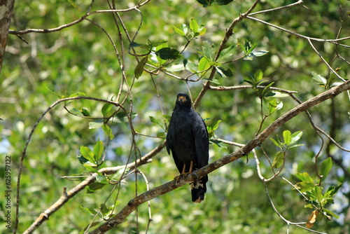 Wallpaper Mural Common black hawk on the riverbank of the Tarcoles river, costa rica Torontodigital.ca