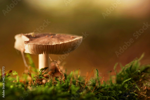 Pilz im Herbstwald 