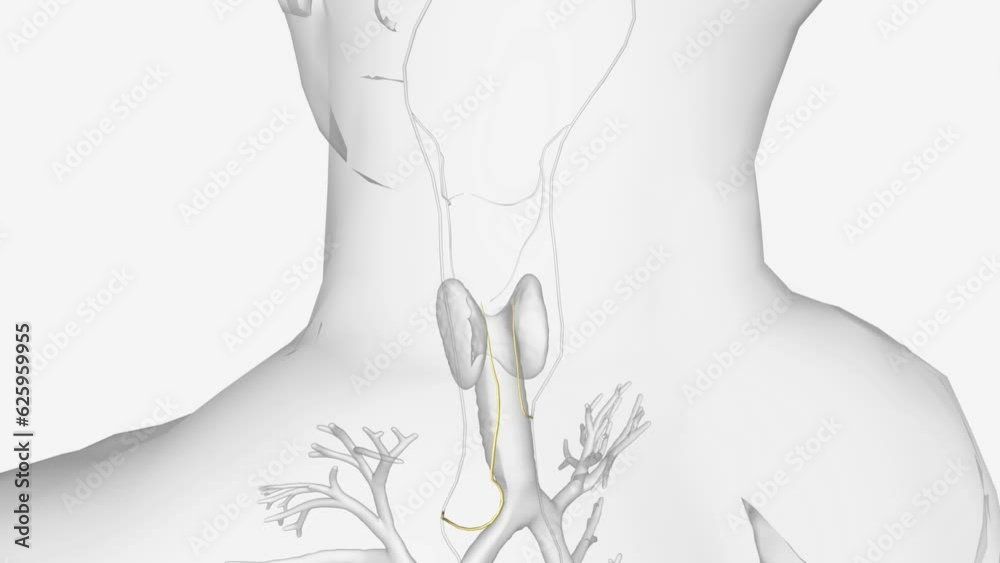 Course Of Rln The recurrent laryngeal nerve (RLN) branches off the vagus nerve ...