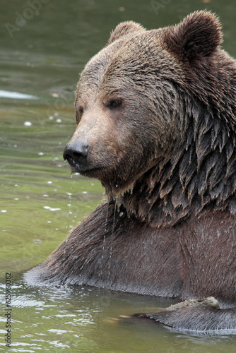 Ours brun, Ursus arctos