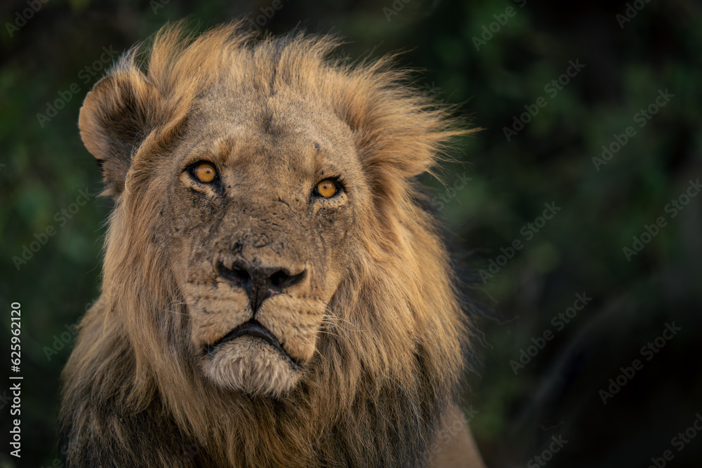 Close-up of male lion lying tilting head