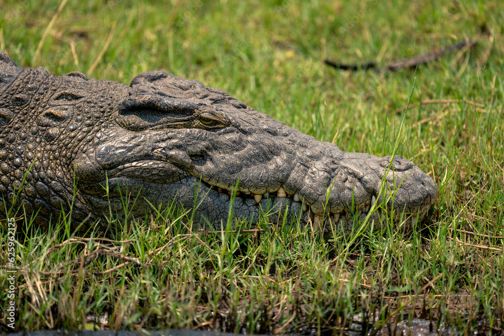 Fototapeta premium Close-up of Nile crocodile on grass riverbank