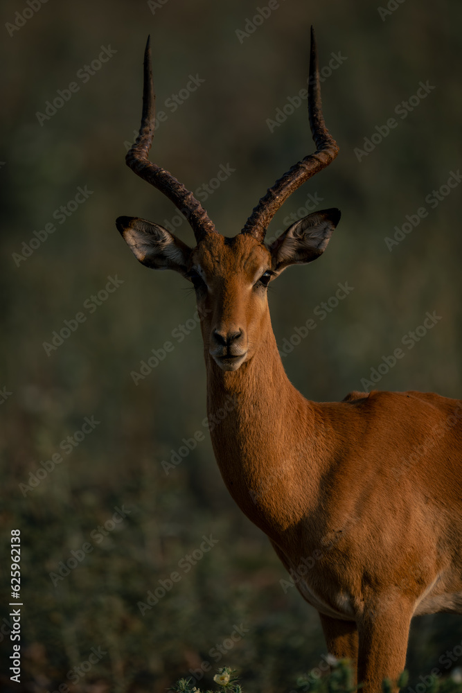 Obraz premium Close-up of male common impala watching camera