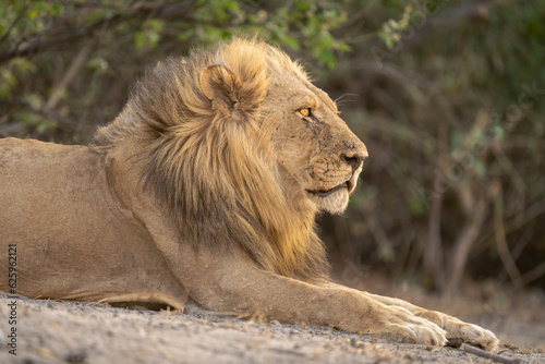 Close-up of male lion lying staring ahead
