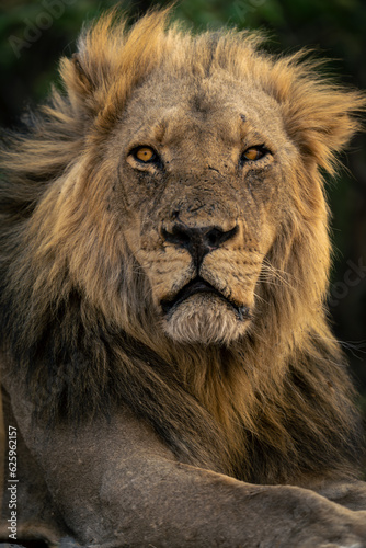 Close-up of male lion mane and head