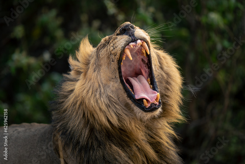 Close-up of male lion yawning in bushes