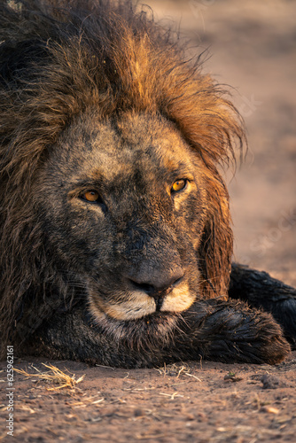 Close-up of male lion with muddy paws