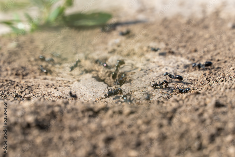 Colony black ants crawling near hole anthill close-up. Together insects working their nest in earth. Looking at teamwork arthropod families lasius. Ecosystem of wildlife. Entomology of ants house. Colony black ants crawling near hole anthill close-up. Together insects working their nest in earth. Looking at teamwork arthropod families lasius. Ecosystem of wildlife. Entomology of ants house.