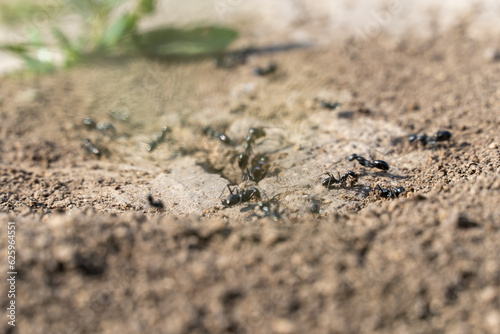 Colony black ants crawling near hole anthill close-up. Together insects working their nest in earth. Looking at teamwork arthropod families lasius. Ecosystem of wildlife. Entomology of ants house.