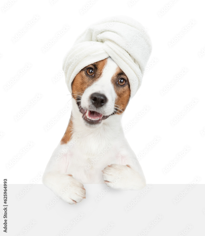 Funny jack russell terrier puppy with towel on it head holdslooks above empty white banner. isolated on white background