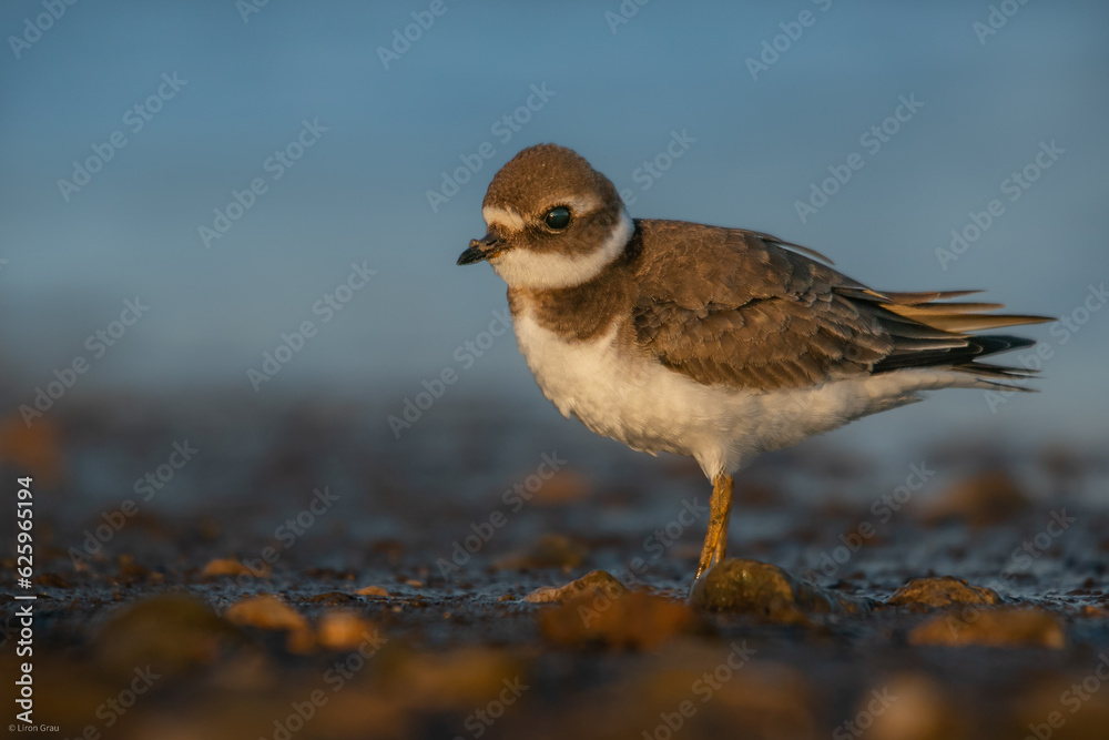 Sandregenpfeifer der aufgeplustert sehr schön und elegant aussieht neben einem See in der Abendsonne die gerade unter geht Sandregenpfeifer der aufgeplustert sehr schön und elegant aussieht neben einem See in der Abendsonne die gerade unter geht