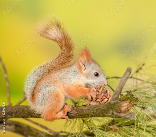Red quirrel gnaws pine nuts on a tree branch at forest © Ermolaev Alexandr