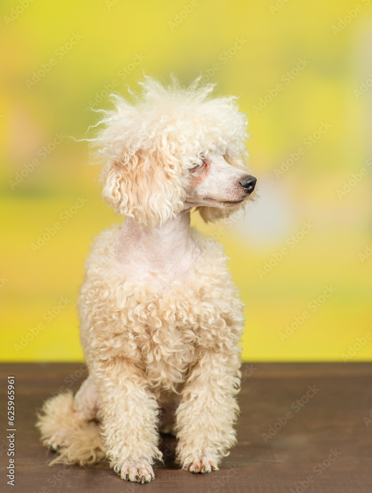 Winking smiling Poodle puppy sits at autumn park and looks away on empty space