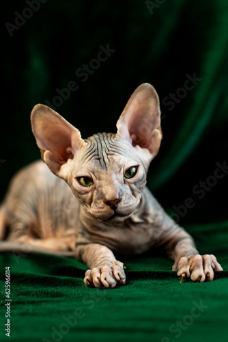 Sphynx kitten posing on green velvet background with studio light