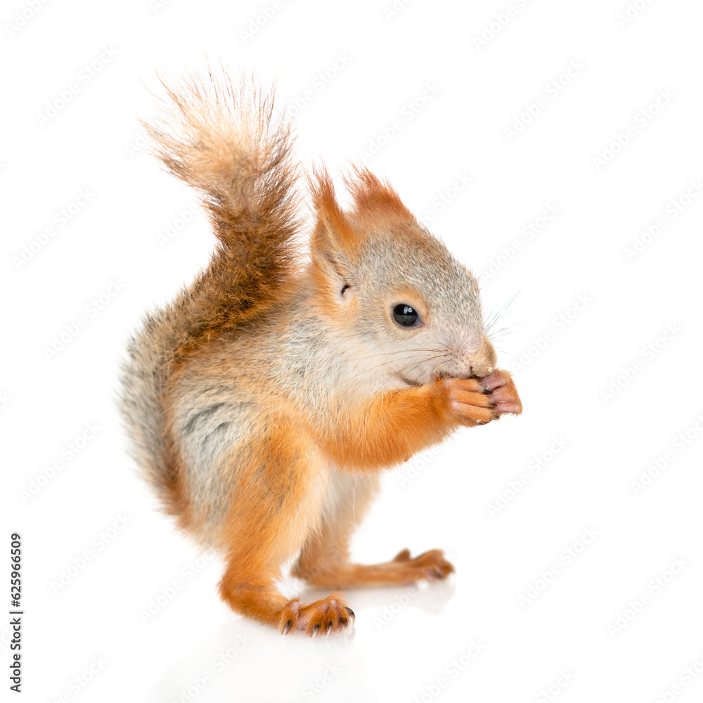 Young red squirreleating pine nuts. Isolated on white background Young red squirreleating pine nuts. Isolated on white background
