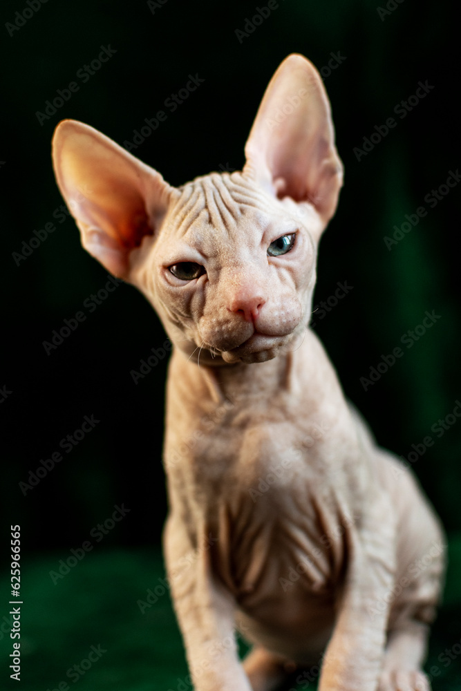 Sphynx kitten posing on green velvet background with studio light Sphynx kitten posing on green velvet background with studio light