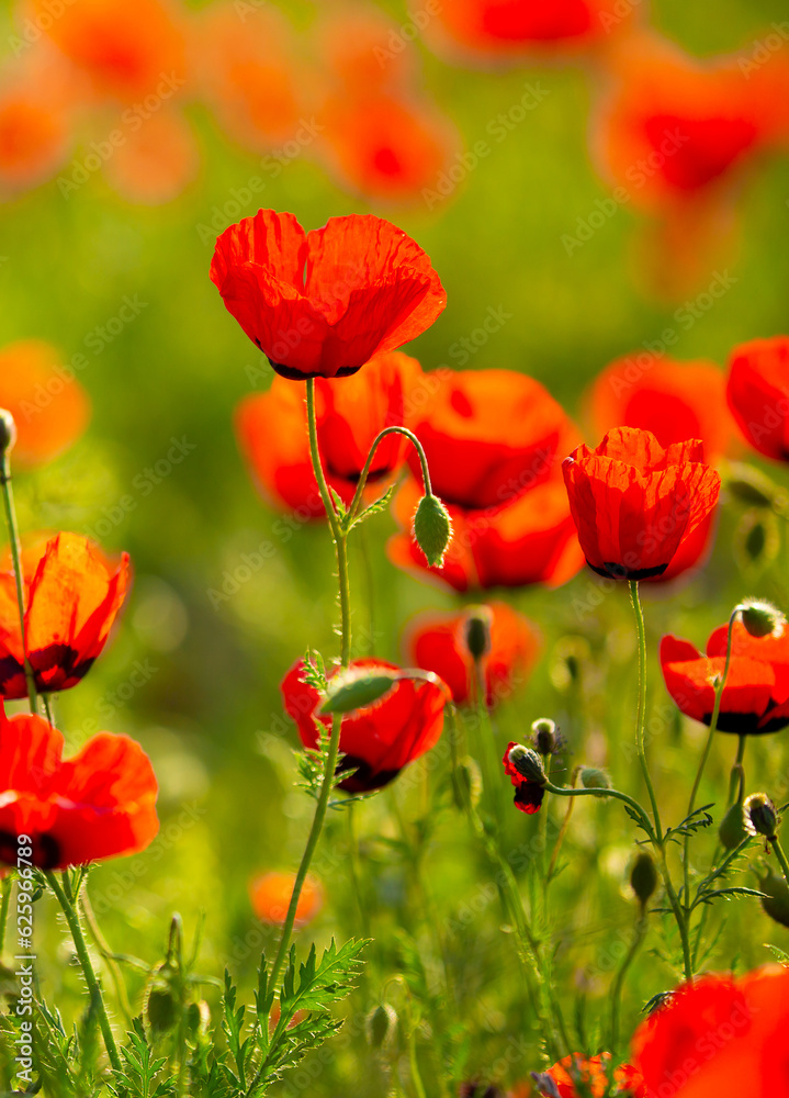 Fototapeta premium Spring, field of poppy flowers. The concept of the freshness of the morning nature. Spring landscape of red wildflowers. Beautiful landscape, pnorama long banner.