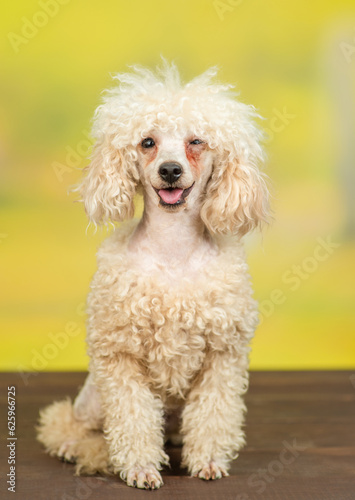 Winking smiling Poodle puppy sits at autumn park and looks at camera