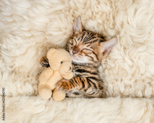 Cute bengal kitten lying with favorite toy bear under white warm blanket on a bed at home.Top down view