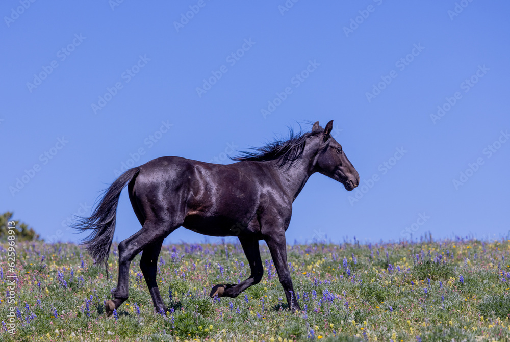Wild Horse in Summer in the Pryor Mountains Montana Wild Horse in Summer in the Pryor Mountains Montana