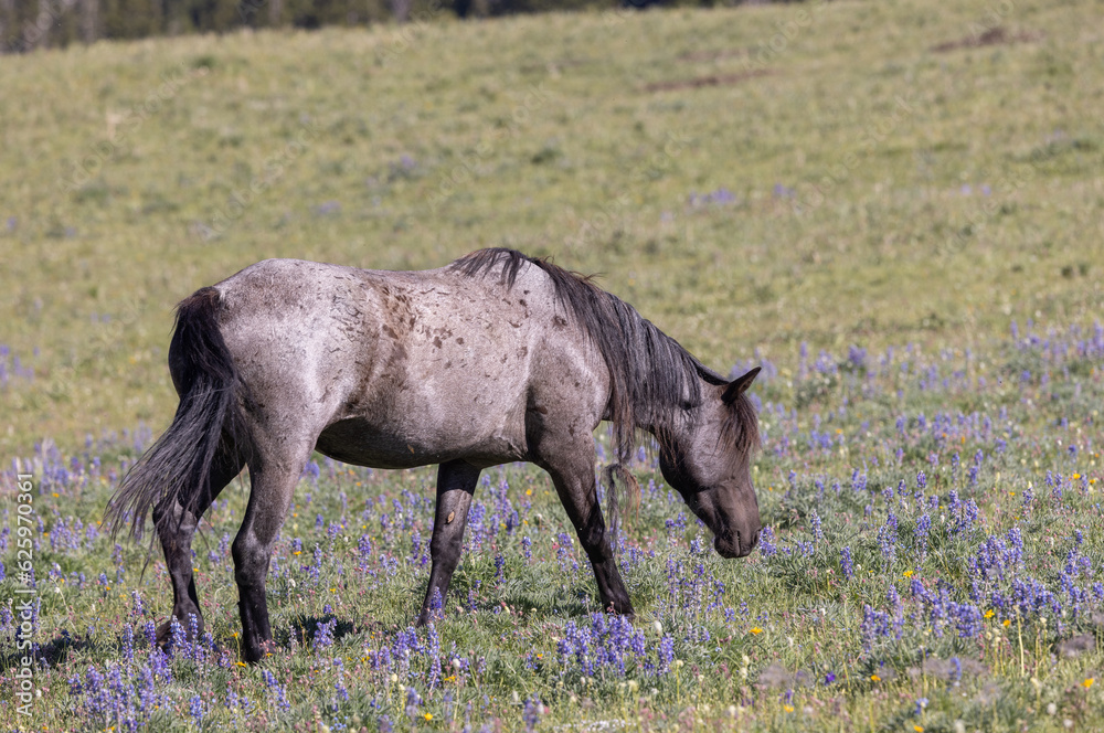 Wild Horse in Summer in the Pryor Mountains Montana Wild Horse in Summer in the Pryor Mountains Montana