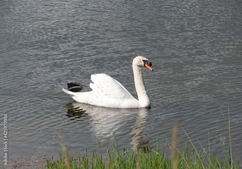 White swan is swimming in lake